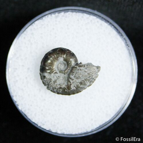 Small Pyritized Jurassic Ammonite Cheltonia - England #2401